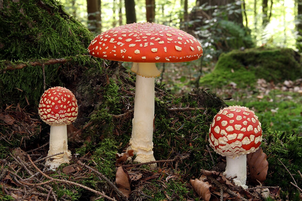 Мухомор червоний (Amanita muscaria) у лісі — біохімія мусцимолу та іботенової кислоти у Dreampedia