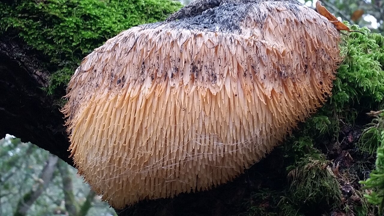 Гриб Ижовик гребинчастий (Lion's Mane / Hericium erinaceus) у природи — нейрогенез NGF та BDNF у Dreampedia