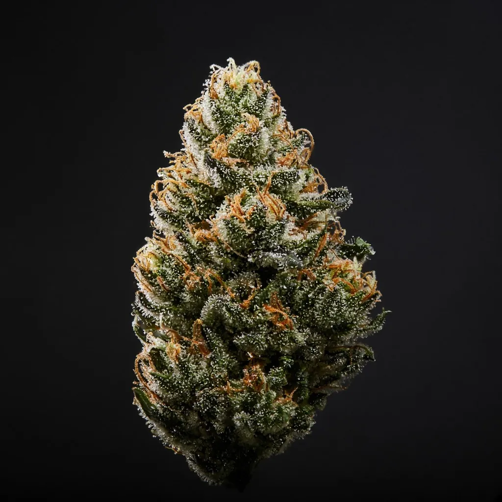 Ботанічна макроілюстрація суцвіття культивару Amnesia Haze (Амнезия Хейз) — морфологія чашечок та трихом
